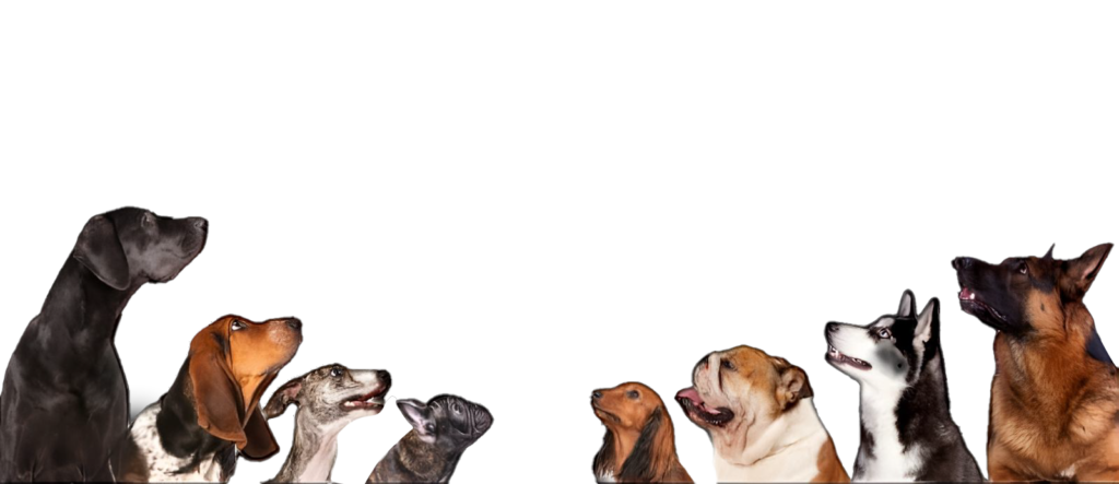 Perros
